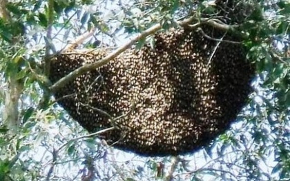 Bị đàn ong đuổi chích, thanh niên phải chui lưới… giăng cá để “trốn”