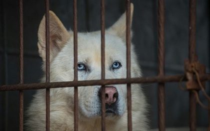 Hàn Quốc: Giải cứu 200 chú chó đáng thương khỏi kiếp bị làm thịt