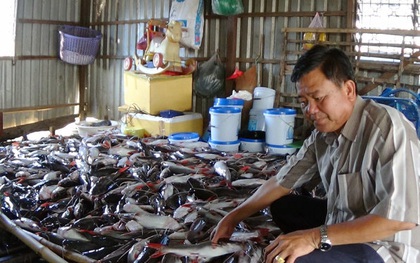 Cá chết do thiếu oxy và có thêm chất “đạm và lân”