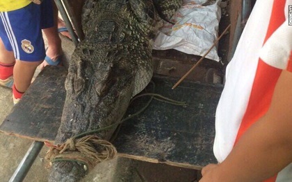Hà Nội: Vây bắt cá sấu nặng hơn 70kg trong đầm Vân Trì