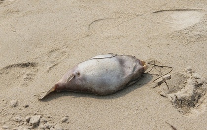 Bác bỏ thông tin cá nhiễm độc chết ở đảo Cù Lao Chàm và Đà Nẵng