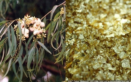 Sự thật: có một loài cây mọc ra vàng và nó có ở Việt Nam