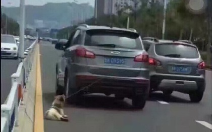 Người tài xế mất nhân tính kéo lê chú chó tội nghiệp đến chết trên đường phố
