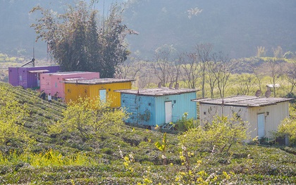 Lên Mộc Châu, ngủ nhà container đầy sắc màu giữa rừng mận trắng, cải vàng