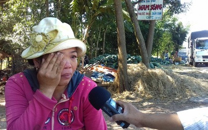 Người trồng dưa hấu ở Bình Thuận khóc ròng vì dưa được mùa rớt giá