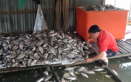 Cá chết hàng loạt do nước nhiễm hóa chất
