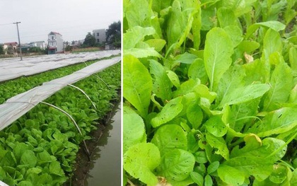 Tướng Rinh: Bà con tôi ở quê cũng trồng 2 luống rau, tôi góp ý mà không được