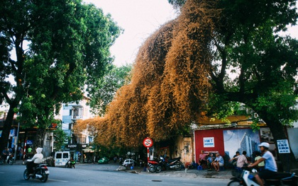 Ngả vàng cả một góc phố, đây là giàn hoa giấy ăn ảnh nhất Hà Nội những ngày này!