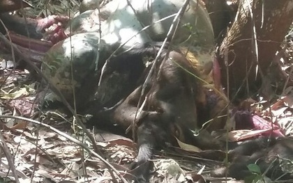 Bò tót bị giết chết tại khu bảo tồn thiên nhiên văn hóa Đồng Nai