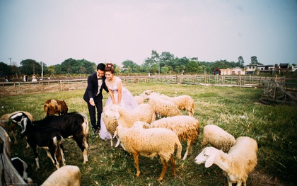 Một cánh đồng hoa bao la với bầy cừu xinh xắn, ở Hà Nội cũng có rồi đấy!