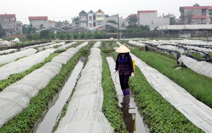 Rau an toàn không kiểm soát chặt, 20 năm chưa có ai ngộ độc!