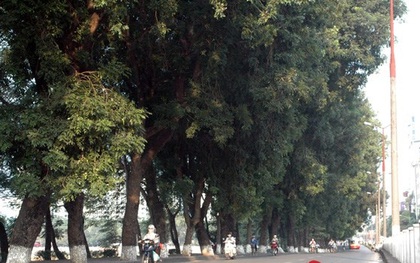 Sau Tết, hàng cây xà cừ bên hồ Thủ Lệ sẽ bị đánh chuyển, chặt hạ