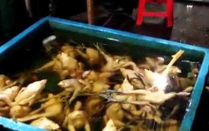 "Nhuộm" gà bằng hóa chất nhuộm vải, phạt 24 triệu đồng