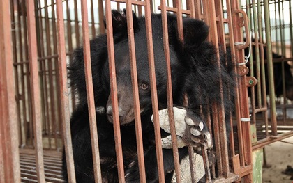 Thảm cảnh của những chú gấu đáng thương trong ngành công nghiệp mật gấu tại Trung Quốc