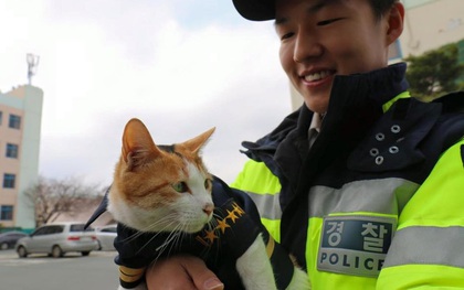 Cô mèo đáng thương mất đi những đứa con và hành động tuyệt vời của lực lượng cảnh sát Busan, Hàn Quốc