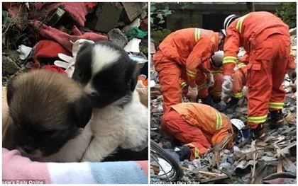 Giải cứu thành công chó mẹ mang thai và 9 chó con mắc kẹt trong đống đổ nát suốt 4 ngày