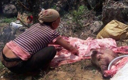 Hàng chục con lợn chết bị đổ xuống đường: Không có chuyện đem bán