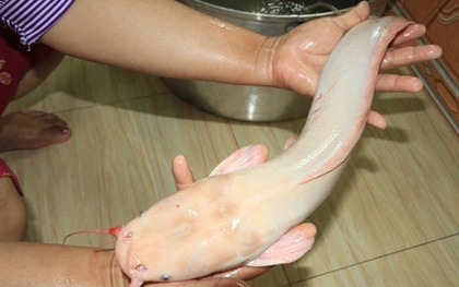 Người dân Đà Nẵng câu được cá trê trắng giá 5 triệu đồng