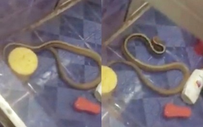 Clip: Rắn bò vào nhà tắm để... tránh nóng khiến nhiều người hoảng sợ