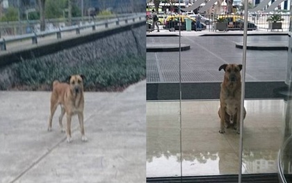 6 tháng kiên nhẫn chờ cô gái trước cửa khách sạn, chú chó này đã có một cái kết tuyệt vời