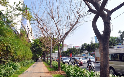 Cận cảnh những cây xanh chết bất thường ở Sài Gòn, nghi bị "bức tử"