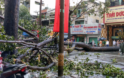 TP. HCM: Cây cổ thụ ngã chắn ngang đường đè nát xế hộp, nam thanh niên bị thương