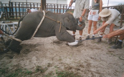 Đây là cách mà những chú voi con được huấn luyện để trở thành diễn viên xiếc