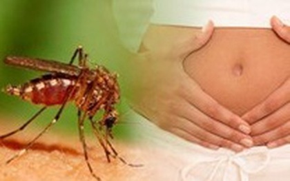 TPHCM có 21 ca nhiễm virus Zika, trong đó có 4 thai phụ