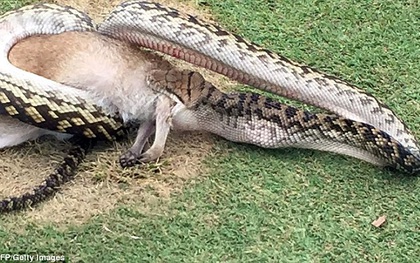 Người chơi hoảng sợ khi thấy con trăn nuốt chửng thú có túi ngay trên sân golf