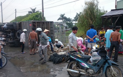 Cảm động hàng trăm người gom 800 con vịt trên Quốc lộ 1