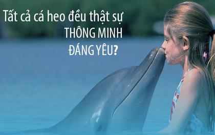 Cá heo không thông minh, đáng yêu như con người tưởng!