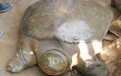 Rùa Đồng Mô khó sống nếu về hồ Hoàn Kiếm