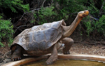 Cụ rùa 100 tuổi này cứu cả phân loài chỉ bằng cách... giao phối