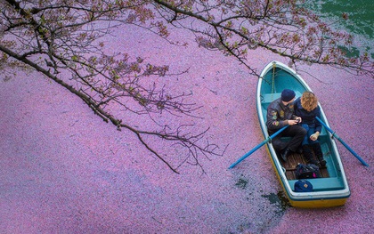 Mùa anh đào dệt thảm hoa trên dòng sông Nhật Bản