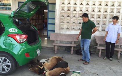 Thu mua chó bị bả chết, thuê taxi đi tiêu thụ