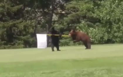 Ngộ nghĩnh cảnh tượng gia đình nhà gấu "đánh chiếm" sân golf Canada