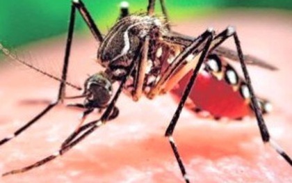 Việt Nam công bố hết dịch Zika