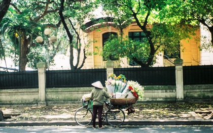 Những ngày Hà Nội rất nóng, nhưng lòng dịu lại vì cảnh lá rụng đẹp như mùa thu thứ 2