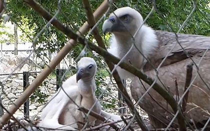 Cặp đôi chim kền kền đực đồng tính cùng nhau ấp trứng sau nhiều năm bên nhau