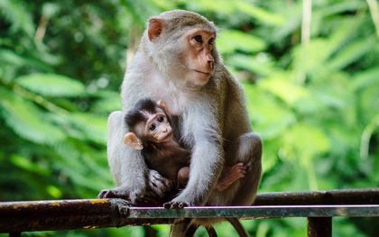 Chùm ảnh: Chuyện về đàn khỉ đuôi dài nương náu trong ngôi chùa ở Vũng Tàu, sống nhờ thức ăn của du khách