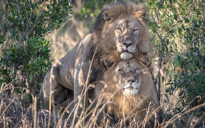 Chuyện tình 2 chú sư tử đồng tính ở Kenya: Thảo nguyên mát lành, anh làm em vui