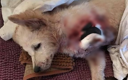 Xót xa hình ảnh chú chó 3 tháng tuổi đau đớn vì đứt lìa một chân, nghi bị trộm chém