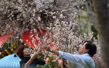 Người dân Hà Nội háo hức chụp ảnh với hoa anh đào từ ngoài hàng rào