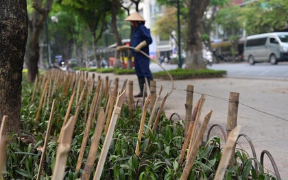 Hà Nội cắm chông nhọn hoắt trong vườn hoa ở Nhà hát lớn để.... ngăn chó