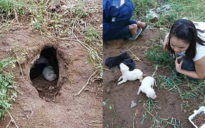 Nhóm bạn trẻ cứu sống kịp thời chó mẹ cùng đàn con mới sinh bị bỏ rơi trong hang