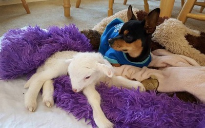 Người bạn cừu khuyết tật qua đời, chú chó Chihuahua buồn rầu lấy cừu nhồi bông ra ôm