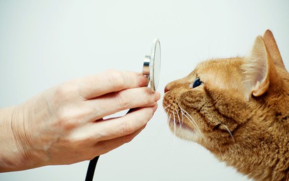 Nắng nóng kéo dài, cẩn thận mắc bệnh nguy hiểm cho các "boss"