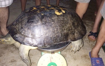 Người dân phát hiện con rùa "khủng" khi đi thắp hương ngày rằm