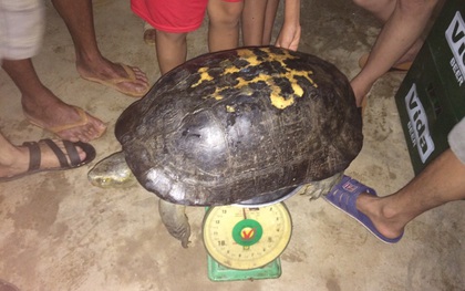 Nghệ An: Người dân phóng sinh rùa “khủng” gần 15kg vào trưa ngày rằm tháng 7