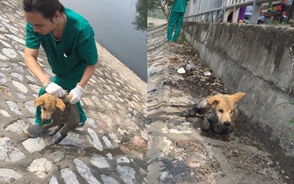 Hà Nội: Chú chó mắc bệnh carre khó chữa bị chủ thẳng tay ném xuống sông Tô Lịch